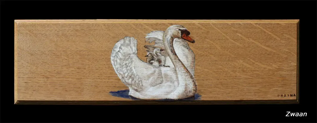 Zwaan
